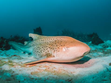 Curiosity Daily Podcast: Sleepy Sharks, Sharks Love Grass, Glow-In-The-Shark