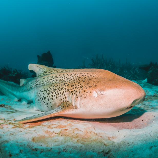 Underwater shot of a beautiful Leopard Shark resting on the sea floor, Australia