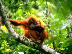 Today, you&rsquo;ll learn about how orangutans use slang a lot like we do, what causes and can alleviate everyday motion sickness, and how one black hole kicked another across the galaxy.