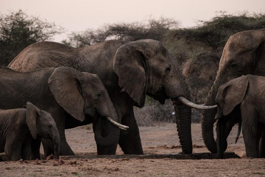 Elephants drink water at a water point in Selenkay Conservancy, a community-owned conservation area running by a private company, in Amboseli, Kenya, on June 21, 2022. - The camp's ten luxurious tents see tourists flocking again, after the shutdown linked to Covid-19. They observe in small groups elephants, giraffes, antelopes or lions on 5,000 hectares, located on the edge of Amboseli National Park, in the south of the country, and have a glimpse of the life of the Masai, the owners of the land. (Photo by Yasuyoshi CHIBA / AFP) (Photo by YASUYOSHI CHIBA/AFP via Getty Images)