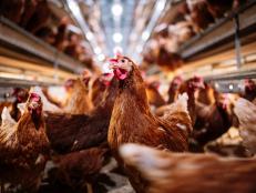 Hear about a new treatment that may be able to reverse hearing loss, how new solar energy storage technology could eventually power our phones, and the surprisingly grand history of chickens.