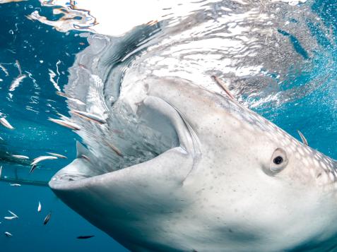 Are Whale Sharks Now the World’s Largest Omnivore?