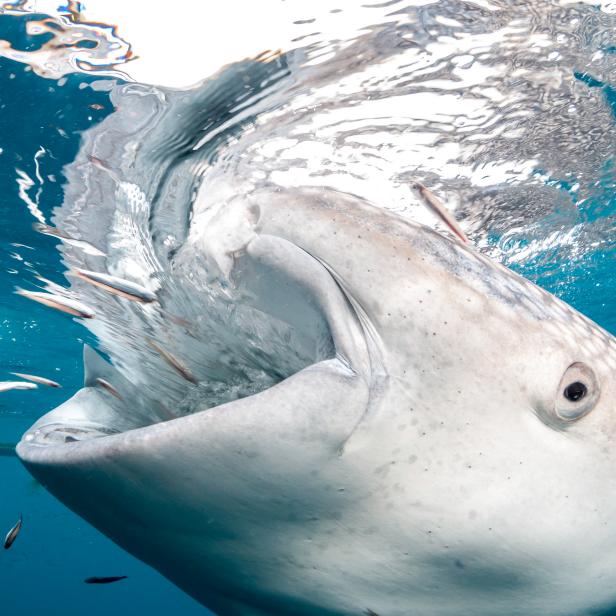 Close up view of a whale shark feeding at Cenderawasih Bay. There is a resident population of maybe 30 individuals who live in the Cenderawasih Bay area of West Papua and try to feed off what the fishermen catch over night in their nets. These whales suck on the nets and ingest small fish and other nutrients. The whales themselves are often caught in the nets over night and are usually released the following morning.