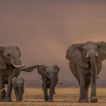 Is Climate Change Killing More Elephants than Poachers?