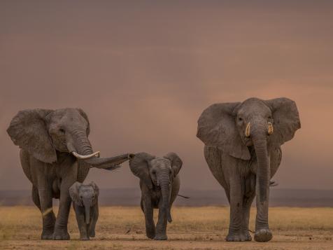 Is Climate Change Killing More Elephants than Poachers?