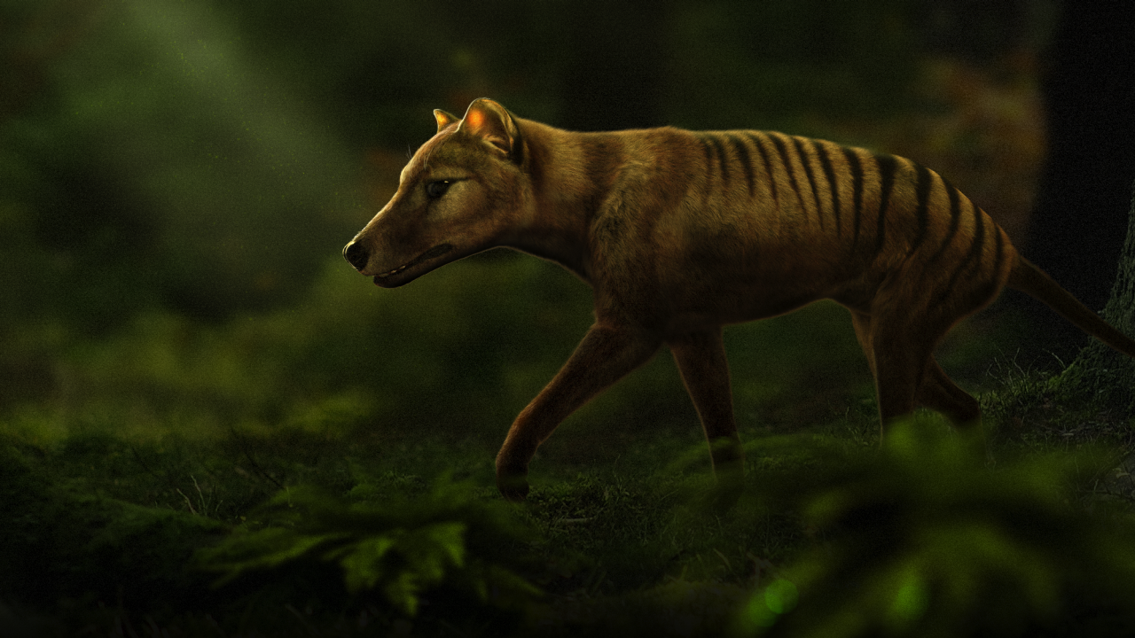 Long-extinct Tasmanian tiger may still be alive and prowling the  wilderness, scientists claim