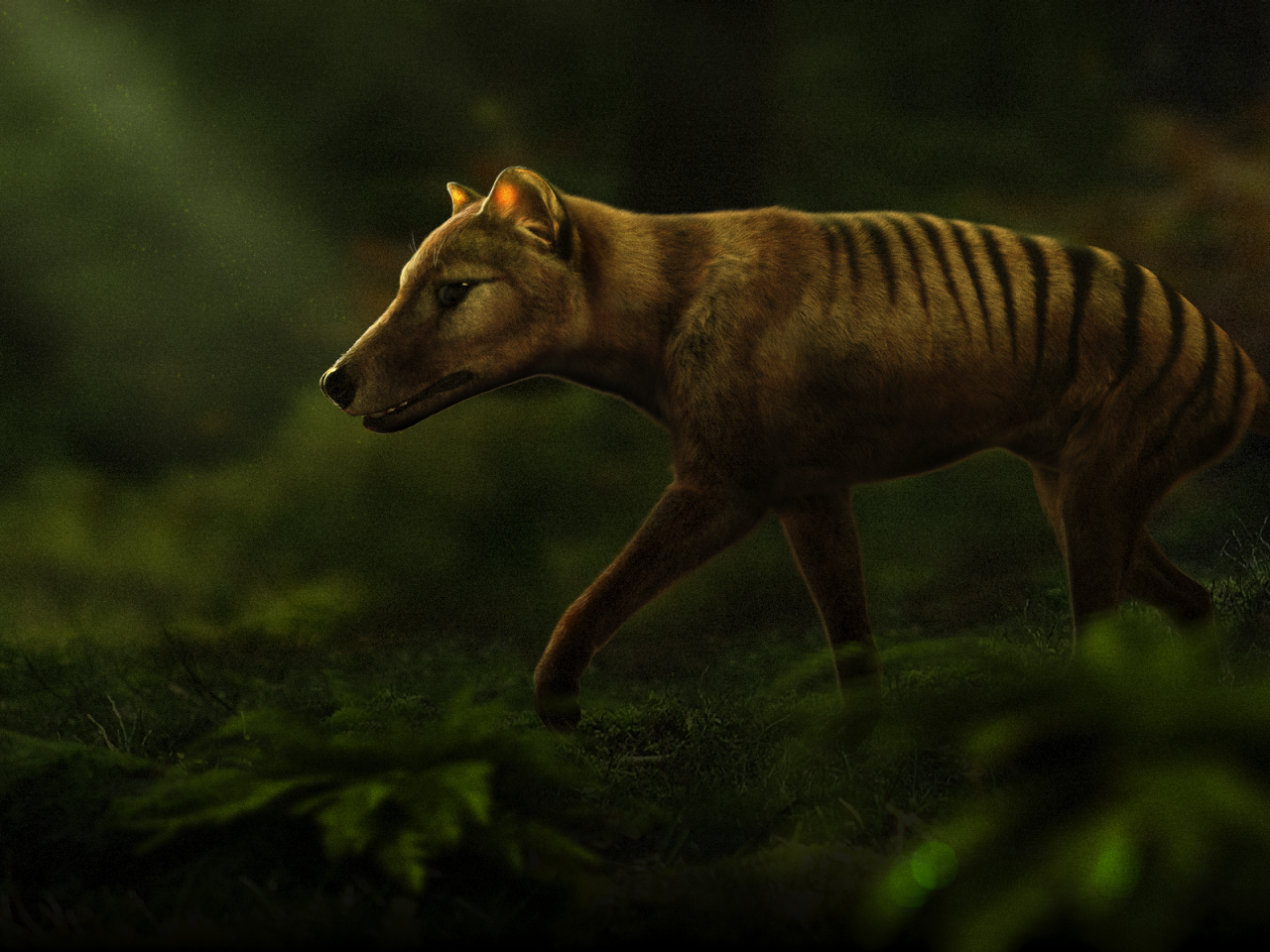 Carnivorous Nights: On the Trail of the Tasmanian Tiger