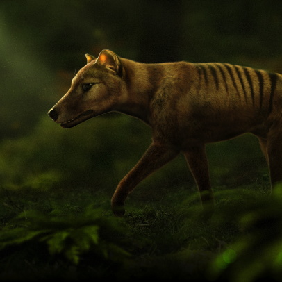 Meet the Scientists Bringing Back the Extinct Tasmanian Tiger