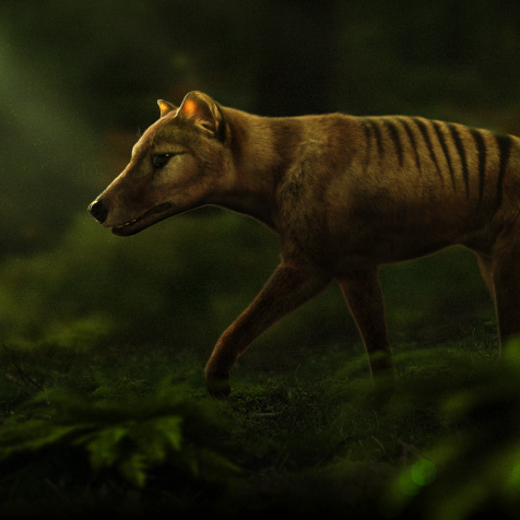 Scientists Are Resurrecting the Tasmanian Tiger from Extinction | Latest  Science News and Articles | Discovery