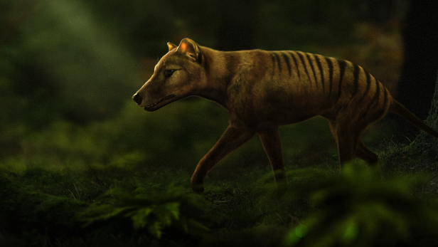 Scientists Are Resurrecting the Tasmanian Tiger from Extinction