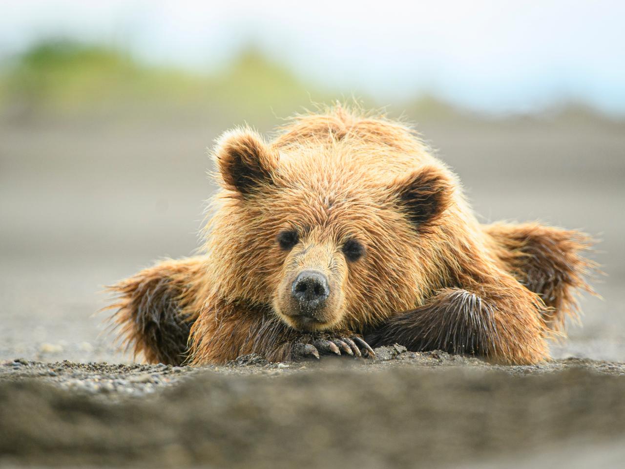 Turkish Brown Bear Cub Gets High on Mad Honey