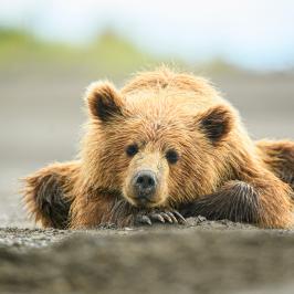A young coastal brown bear cub lays on a beach waiting for mom to catch fish in Alaska