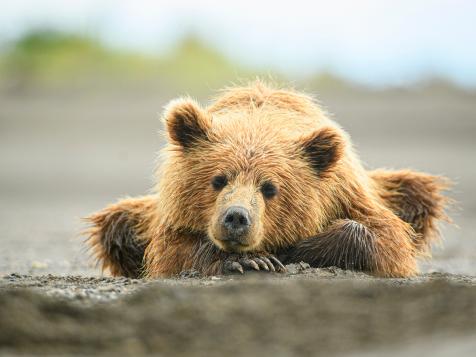 Baby Bear Takes a Trip on Hallucinogenic ‘Mad Honey’