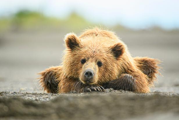 Turkish Brown Bear Cub Gets High on Mad Honey | Nature and Wildlife |  Discovery