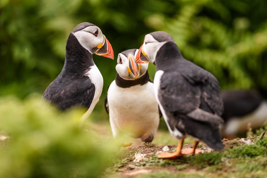 Three Skomer Island puffins appearing to converse together in a huddle.  Taken in Pembrokeshire.