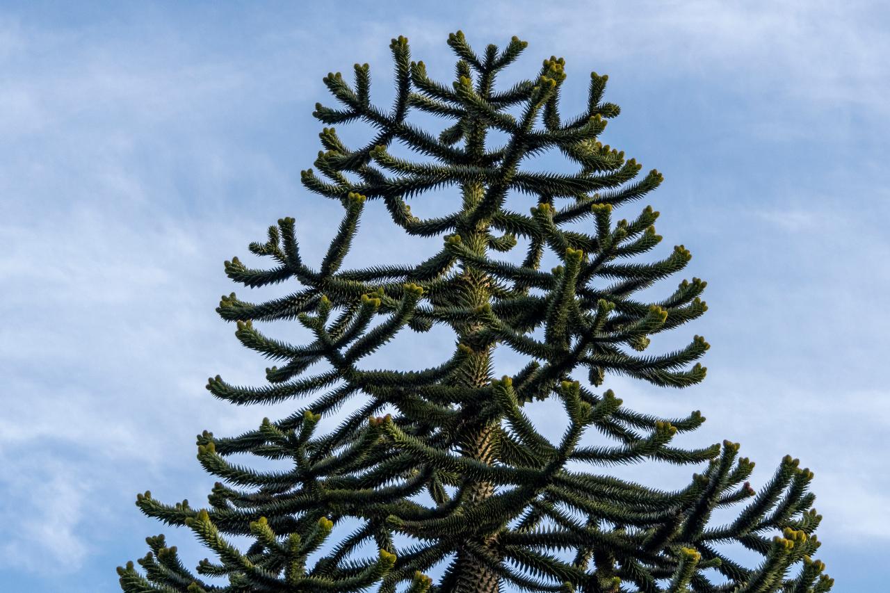The Ancient Monkey Puzzle Tree Is Now Endangered Discovery The Ancient Monkey Puzzle Tree Is Now Endangered Discovery