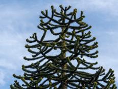 The monkey puzzle tree is a remnant of the Jurassic era, more than 145 million years ago, surviving way past its ancient dinosaur counterparts. Reaching heights of about 160 feet, the evergreen tree has a lifespan of up to 700 years and stiff scaly branches with rigid spiral leaves. Monkey puzzle trees’ presence in the wild is shrinking and after million years, their very existence is now endangered.