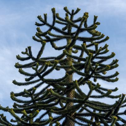 The Ancient Monkey Puzzle Tree Outlasted Dinosaurs. Now It's Facing Extinction.