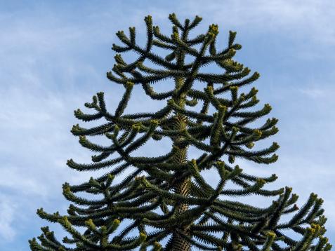 The Ancient Monkey Puzzle Tree Outlasted Dinosaurs. Now It's Facing Extinction.