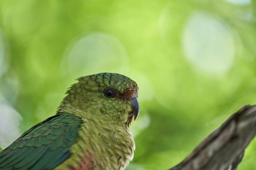 close-up of Enicognathus ferrugineus, the Austral Parakeet, Austral Conure or Emerald Parakeet can be found allover Patagonia in Chile and Argentina, sitting on a tree in Glaciers national park close to the perito moreno glacier_1