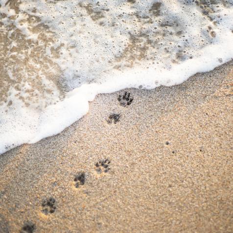 Paw prints on the coast. Foam wave. Sand beach. An imprint of the paws of a small dog.