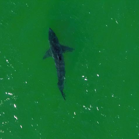 Top down aerial of shark spotting at Nauset Beach in Orleans, MA