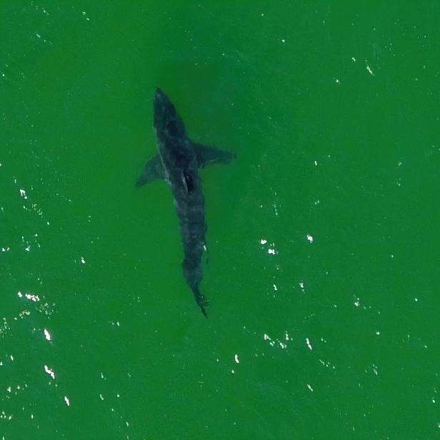 Top down aerial of shark spotting at Nauset Beach in Orleans, MA