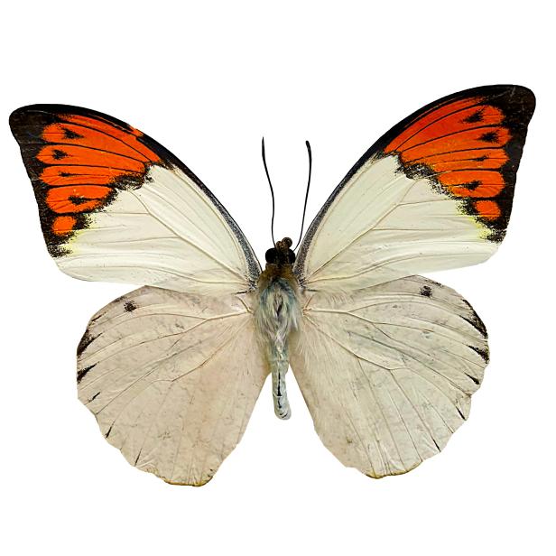 Butterfly on a white background Isolate