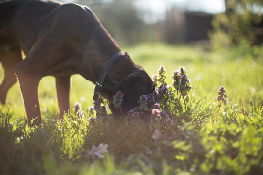 Cute dog sniffing in the garden. Backlit dog portrait