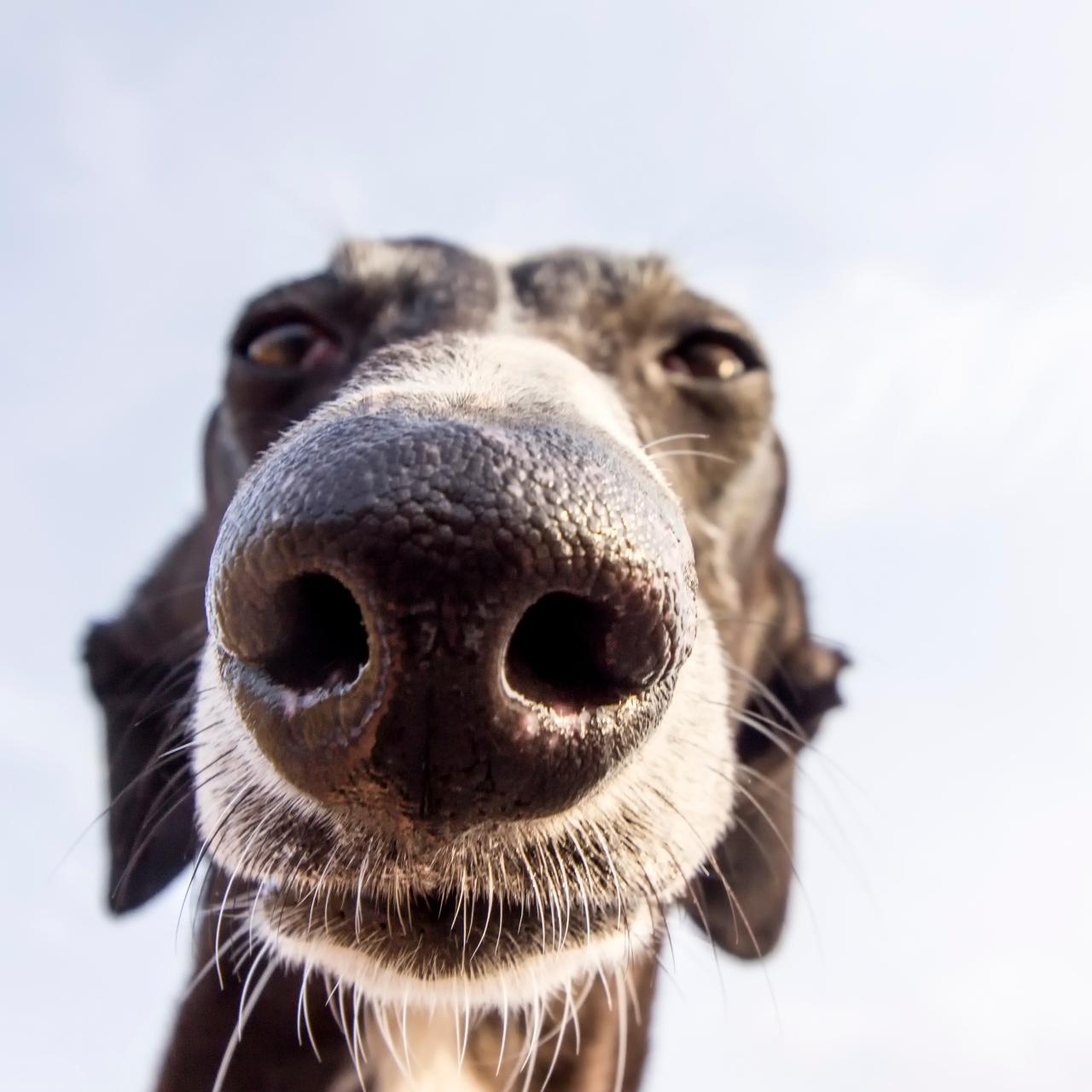 Why are Dogs Such Great Sniffers? A New Study Shows Nerve Links Between Dog  Noses and their Brains | Latest Science News and Articles | Discovery