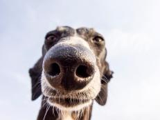 Why are dogs such great sniffers? A new canine connection shows powerful brain links between dogs’ sense of smell and sight.