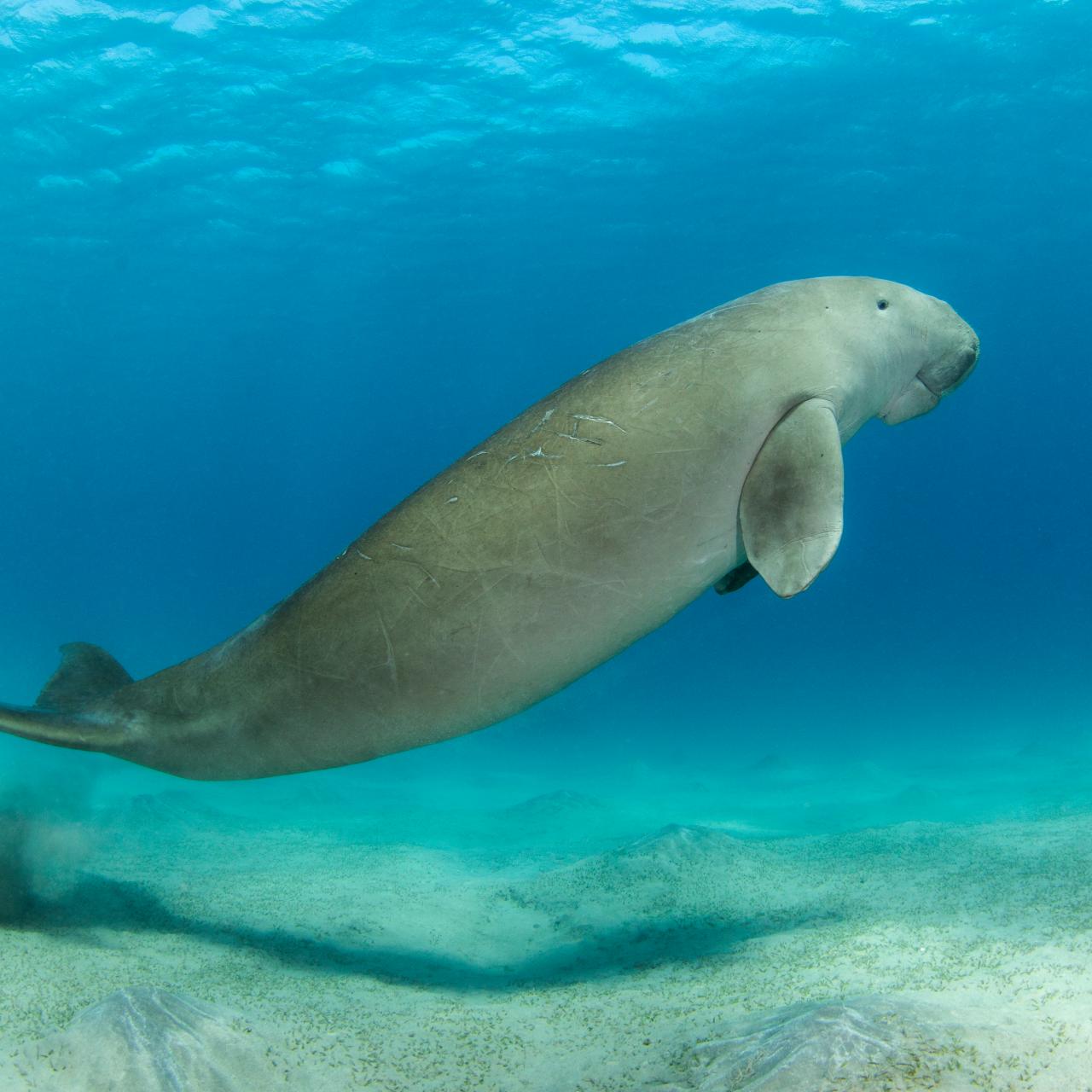 Dugongs Declared 'Functionally Extinct' In China | Nature And Wildlife |  Discovery