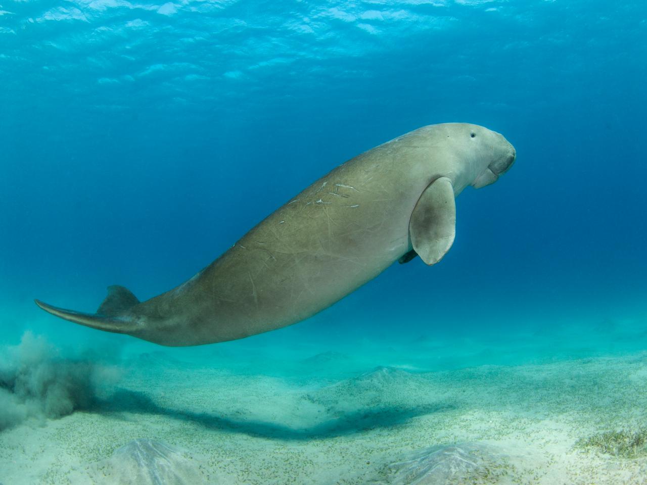 Dugongs Declared 'Functionally Extinct' in China | Nature and Wildlife |  Discovery