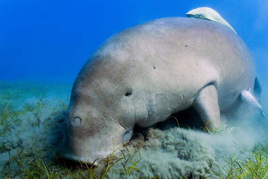 Adult dugong swimming and feeding in the shallow water of Abu Dhabab in Marsa Alam, Red sea, Egypt