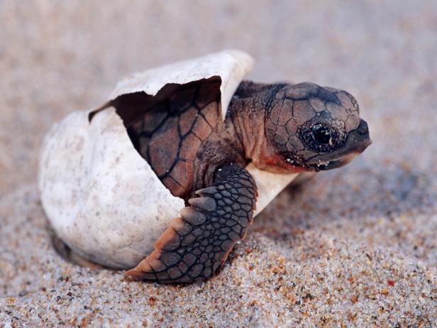 Why are Hotter Summers Putting an End to Sea Turtle Genetic Diversity ...