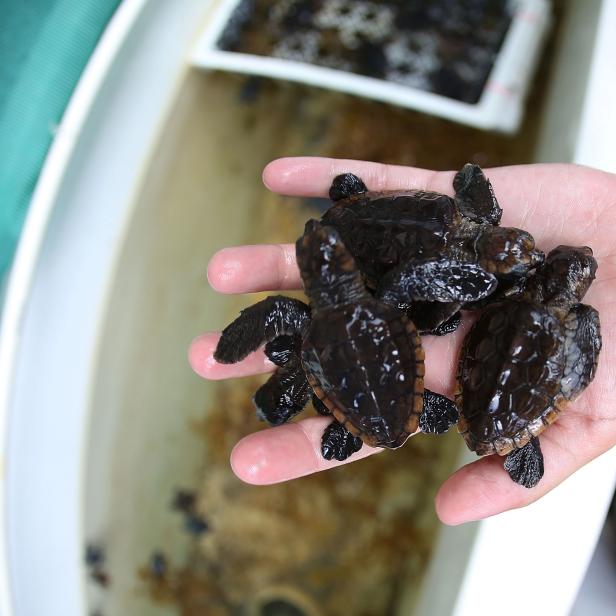 BOCA RATON, FL - JULY 27:  Sydney Jimenez, a Marine Turtle Specialist, transfers some of the more than 570 baby sea turtles, including the Loggerhead and Green turtles, into a box before they are taken out and released into the Atlantic Ocean in a joint effort between the Coast Guard and the Gumbo-Limbo Nature Center on July 27, 2015 in Boca Raton, Florida. The sea turtles hatchlings come from turtle nests located along beaches throughout Florida, which are the primary nesting grounds for Loggerhead sea turtles.  (Photo by Joe Raedle/Getty Images)