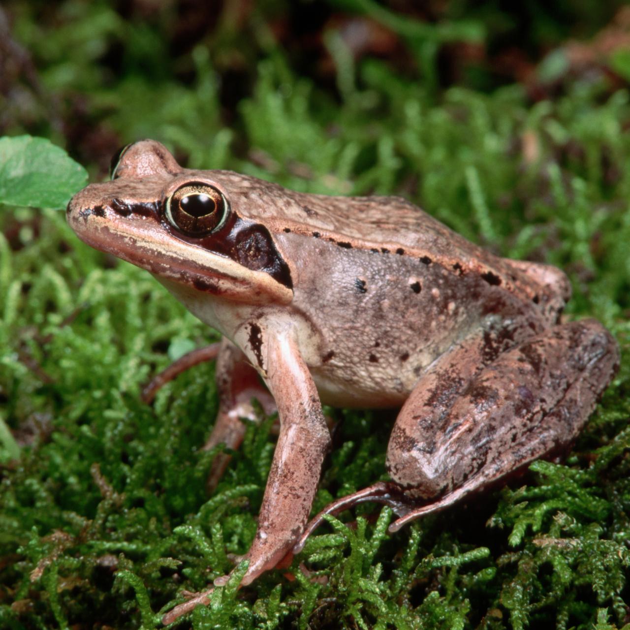 Wood Frogs Form Boy Bands to Attract Females, Nature and Wildlife