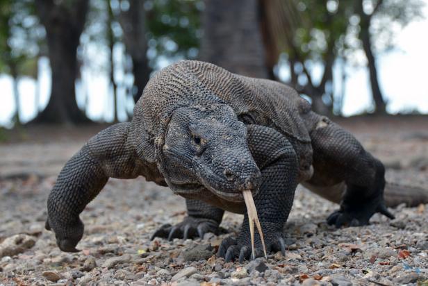 7 Dragons That Exist in Real-Life, Nature and Wildlife