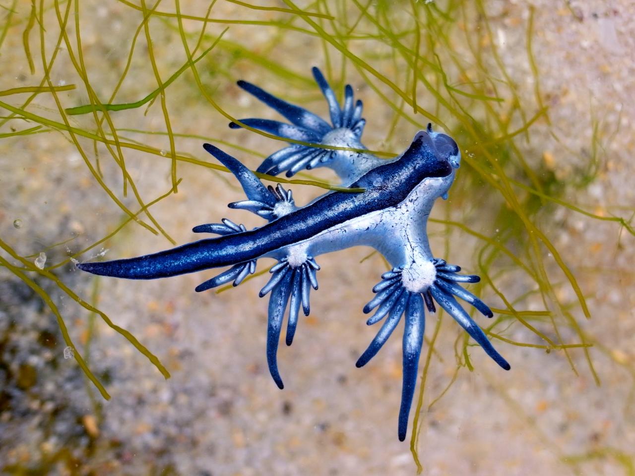7 Dragons That Exist in Real-Life, Nature and Wildlife