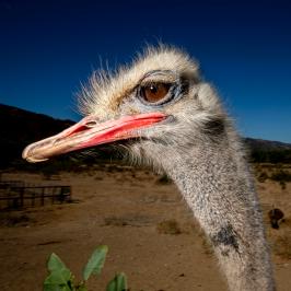I used a handheld flash or strobe to light the ostriches while on my tour. The light helps pop the detail and colors of these incredible birds, giving a more "produced" look to the images.