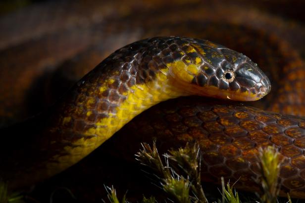 New snake species discovered in another snake's belly