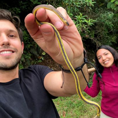 New species of cobra-like snake discovered – but it may already be extinct