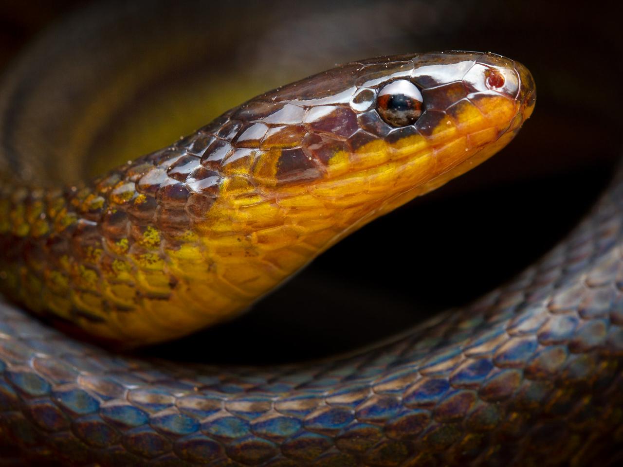 Egyptian Cobra  Animals at the Virginia Aquarium