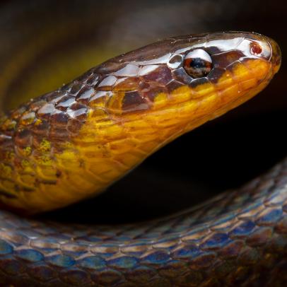 See Three Newly Discovered Species of Cryptozoic Snakes