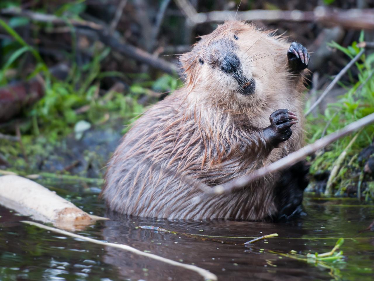 How Relocated Beavers Fight Climate Change Nature and Wildlife Discovery