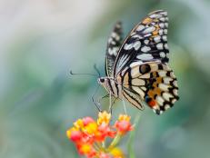 Today we discuss how recycling used personal protective equipment can make stronger concrete, a rise in ADHD symptoms among male weightlifters who take steroids, and the battle of the sexes among male and female butterflies!