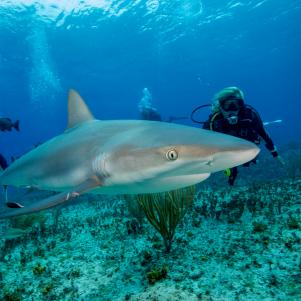 Scuba divers catch a glimpse of a Caribbean reef shark.