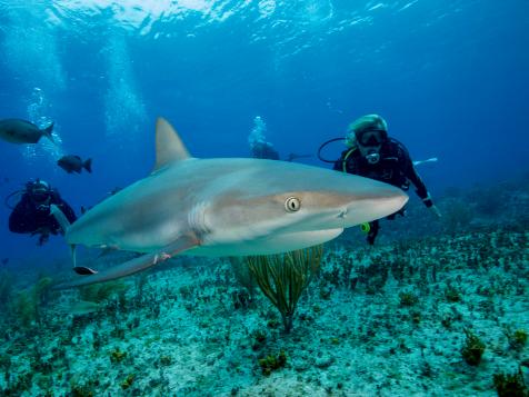 Shark Week: The Podcast – Cristina Zenato on Why Sharks are the Safest Animal to Interact With on the Planet