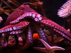 Learn about octopi forming communities, clues to the origins of schizophrenia, and a new compound giving researchers hope for fighting tough to treat cancers.