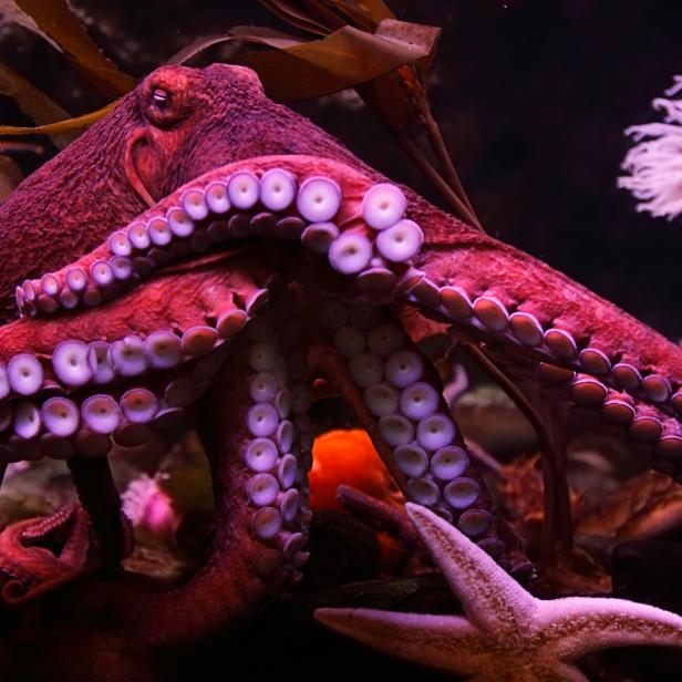 Octopus with starfish
